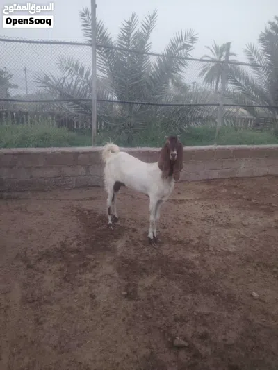 اسخله باكستانيه بكر 3