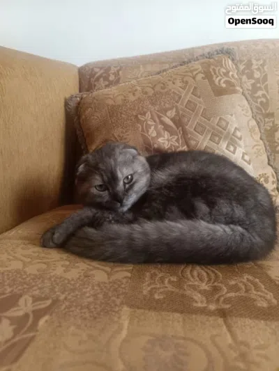 قطط سكتش دبل فولد 3