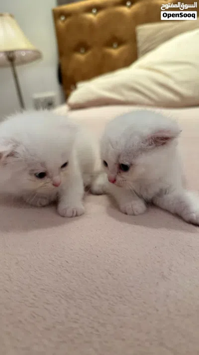 Scottish Short Hair x Persian Mix Kittens (1.5 Months) - White 2