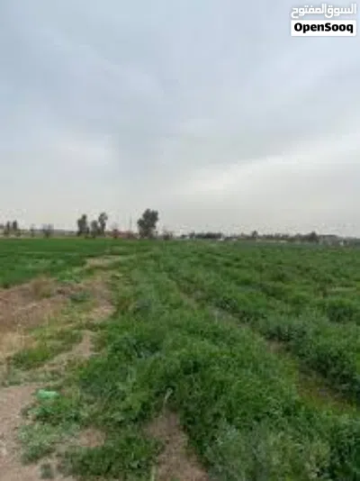 دونم للبيع 2500 متر يحتوي بيت في كربلاء 3