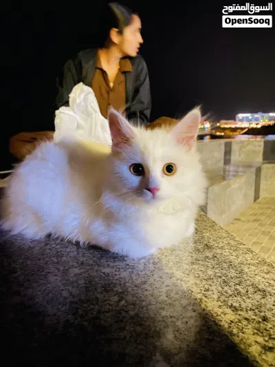 Cat for Sale only 45 OMR. 3