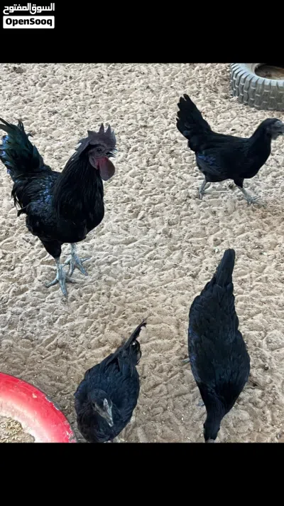 بشري الوفره وصباح الاحمد وأم الهيمان 2