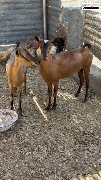 للبيع اغنام صلاليات عشر وصغار فلعمر وحلوات حل تربيه الي يدور زيين 4