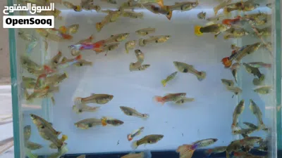 اسماك زينة نوع قوبي 3