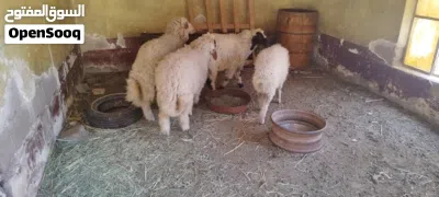 طليان سمان 3 ذكورة وحدة نثيه 3