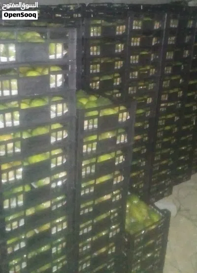 تين شكوي يمني صافي من الشوك درجه اولى Yemeni figs, pure and thornless, first grade 4