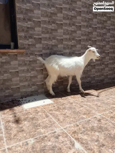 ثلاث عنزات سنتين نخب اول 3