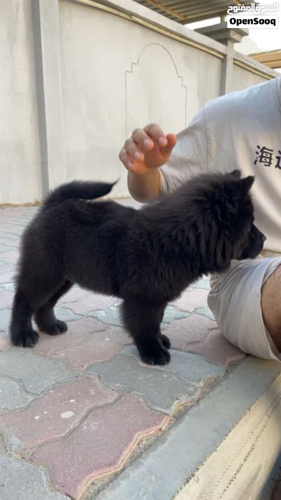 Male Chow Chow Puppy 3 Months Old 2