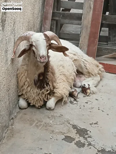 خروف للبيع 3
