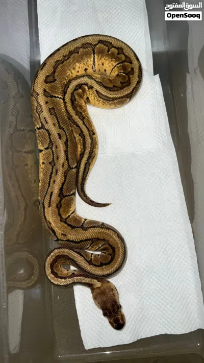 ball pythons 2
