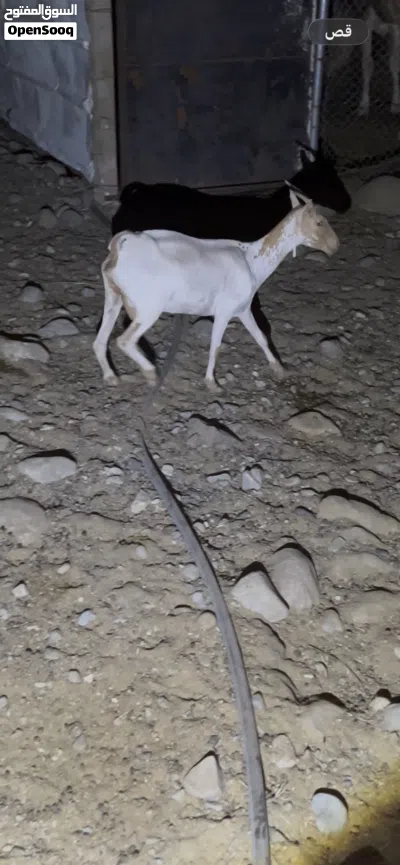 للبيع صلاليات 2 متيلات او البدل ب لون ثاني 2