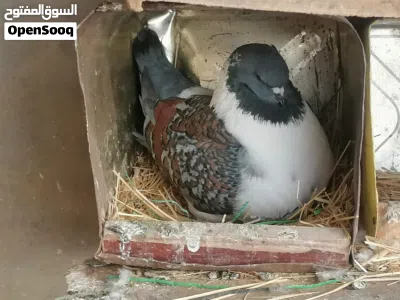 جنغ مودينا قصة كتف 2