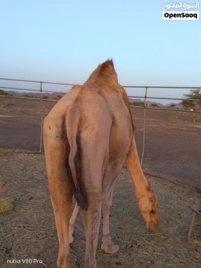 ناقه سمين مطعومه طعام الدار 3