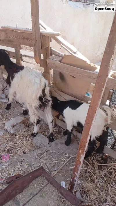 سخلع وراها جدي اول والده 2