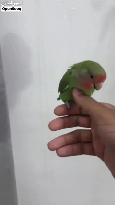للبيع روز اليف جدا وهدد 2