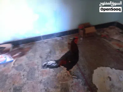 ديك كبير ودجاجته هراتي هندي اصلي 4