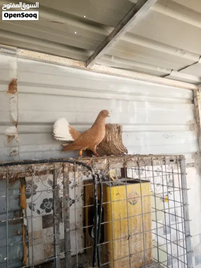 طيره كركند اصفر 3