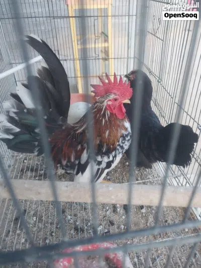 دجاج وفروج كيني 2