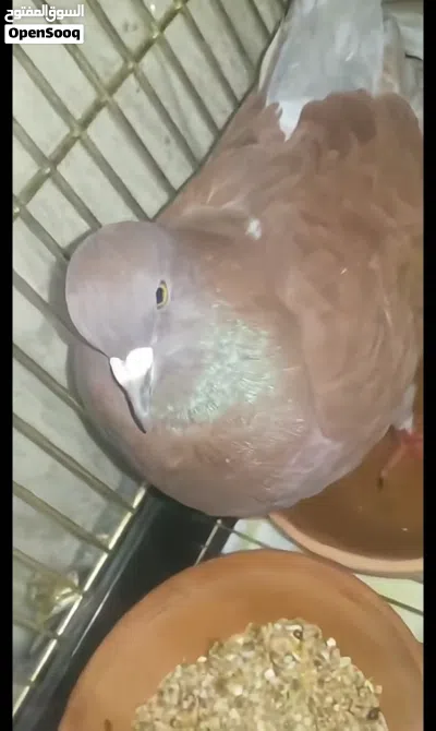 Modena pigeon for sale 3