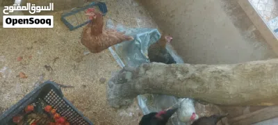 دجاج بلدي كله بياض 3