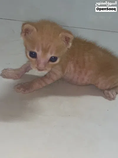 cat for free 2