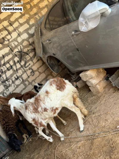 فطيمه هجين للبيع المكان جدايم 3