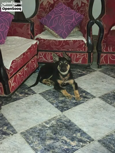 جرو جيرمن 4 شهور 4