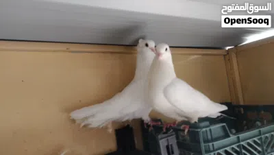 للبيع حمام زينة 4
