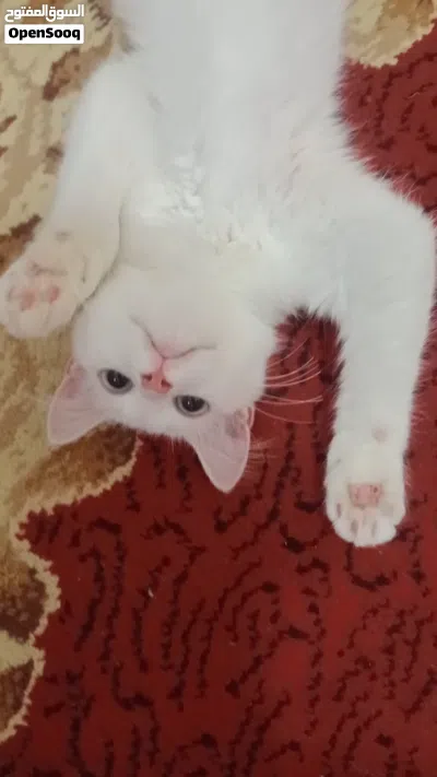 قطه بيضاء شيرازي عيون سماوي تبني مجانا 4