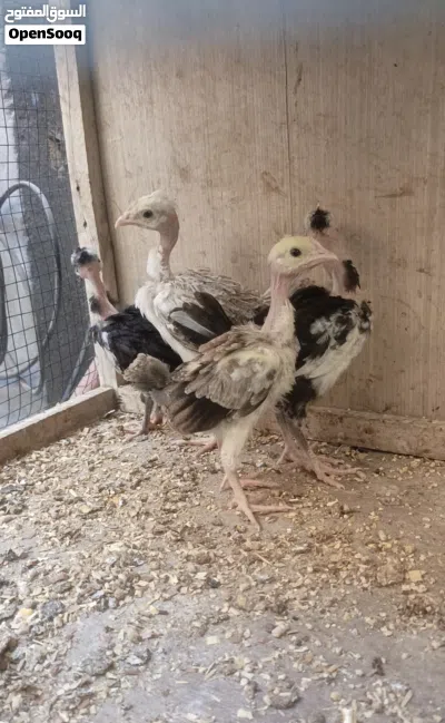 زوجين افراخ ابو ركيبه. العمر شهر. صحه فول 2