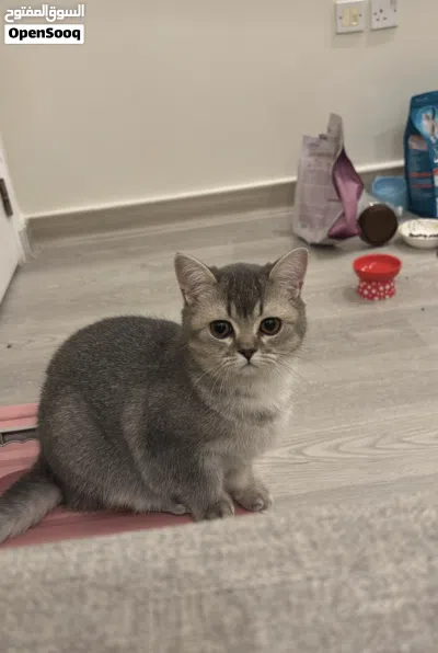 قطط سكوتش فولد 3