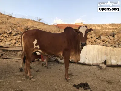 للبيع خبشه لحم وشحم شي فاخر 4