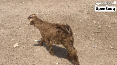 تيس ماشاءالله من حلال بني سعيد فول سمنه 3