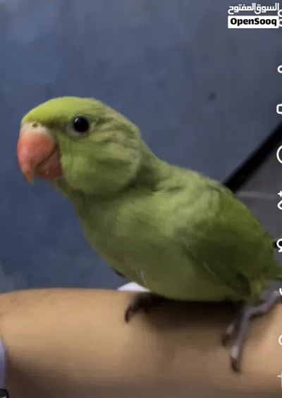 مفقود دره عمرها شهرين 2