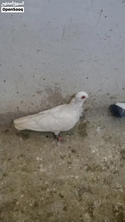 جواز زق للبيع 4