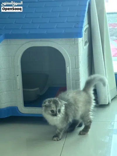 4 month old kitten 3
