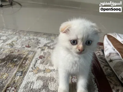 Playful and friendly Scottish-fold-British short hair Available for Adoption 4