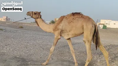 البيع حشوان لحم 3