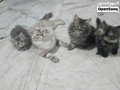 قطط 3 بريش حلوات لعوبات من ام هملايا والاب بريش 3