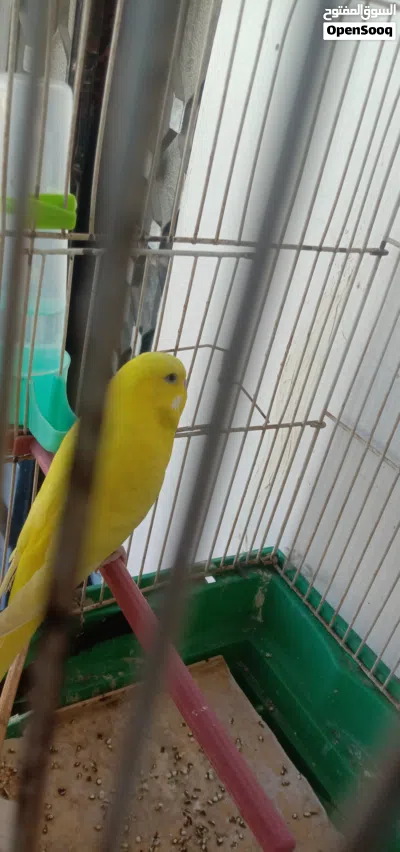 جوز عصافير حب للبيع او للبدل 2