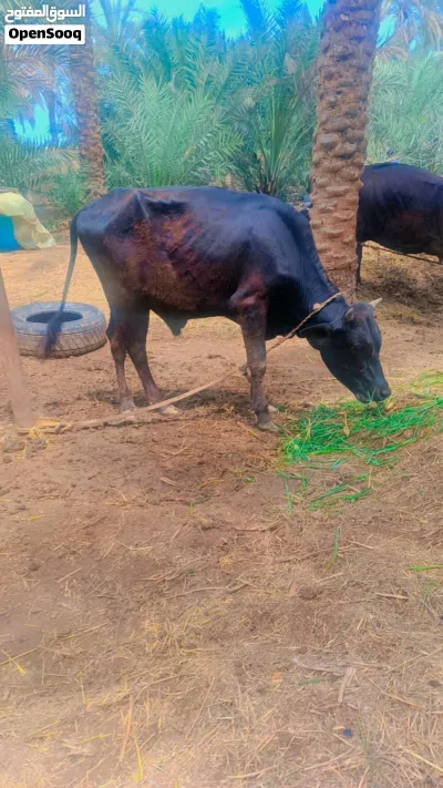 اضاحي جاهزه ثور وبقره 3