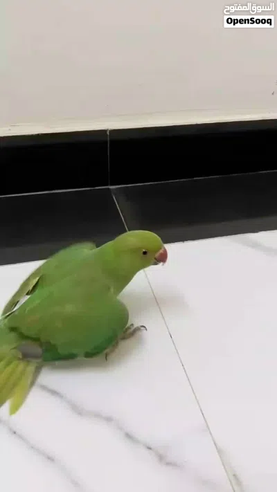 دره اليف للبيع 2