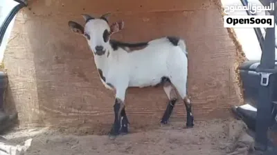 جدي كردي للبيع 3