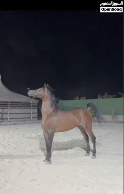 خيل-الحيوانات 3