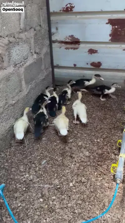 صيصان بط مصري للبيع 2