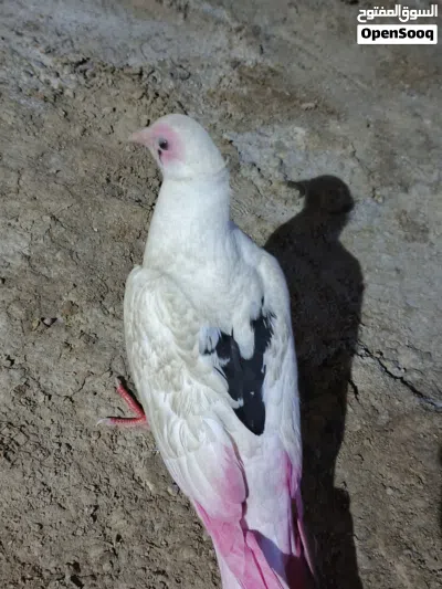 طيره للبيع لوصف مهم 2