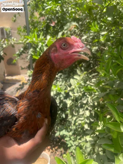 للبيع طير باكستاني 2