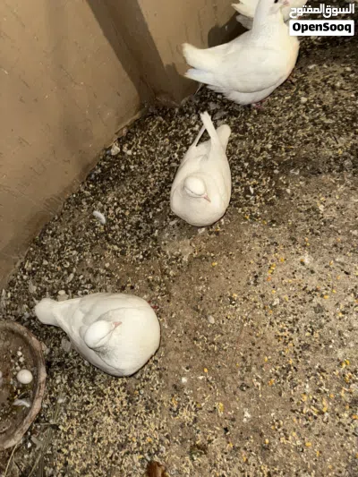 حمام فرنش مندين 3