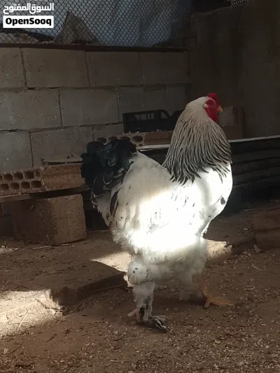 ديك براهما كولومبي 3