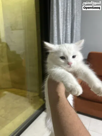 ثلاث بسس شوف اللي يعجبك، مكس Turkish angora + Scottish fold 4